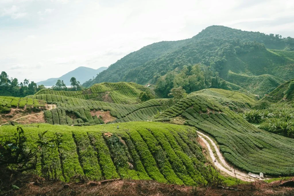 Cameron Highlands · Malaysia